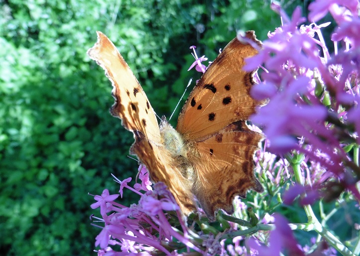 Polygonia egea